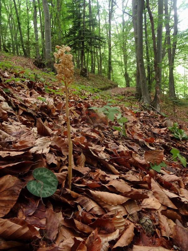 Neottia nidus-avis......dal Trentino